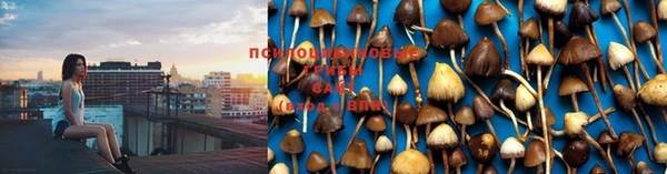 шишки Абинск